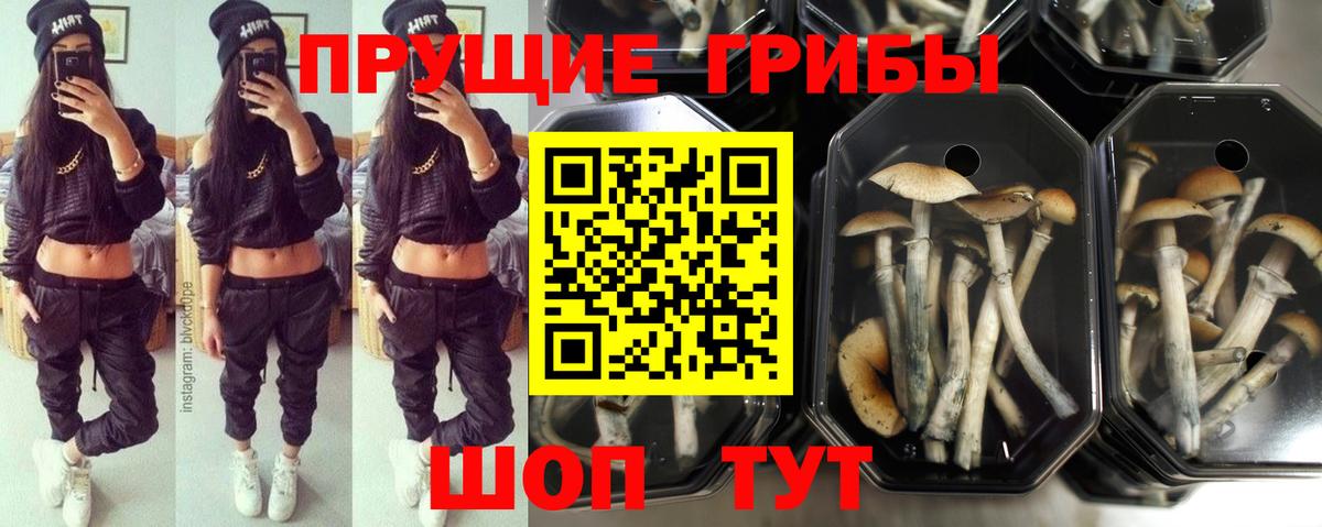 Ленинск-Кузнецкий  Галлюциногенные грибы Cubensis  Псилоцибиновые грибы ЛСД  Вход с VPN 
